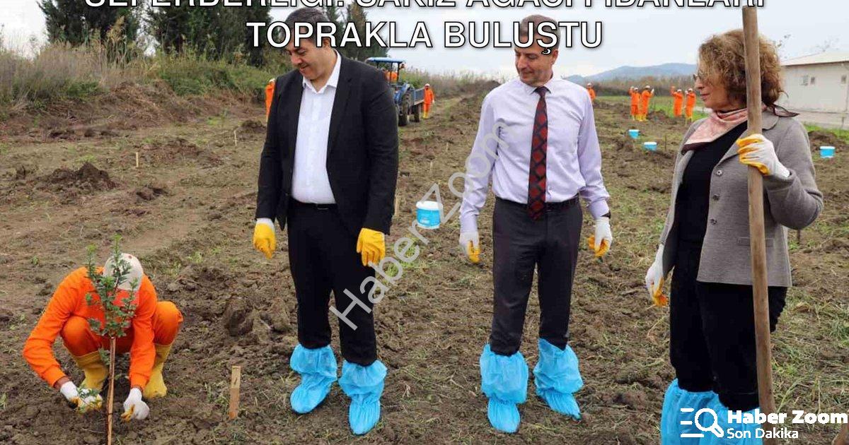 "Dalaman Açık Cezaevi'nde Üretim Seferberliği: Sakız Ağacı Fidanları Toprakla Buluştu" başlıklı habe