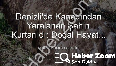 Denizli’de Kanadından Yaralanan Şahin Kurtarıldı: Doğal Hayat İçin Umut Işığı