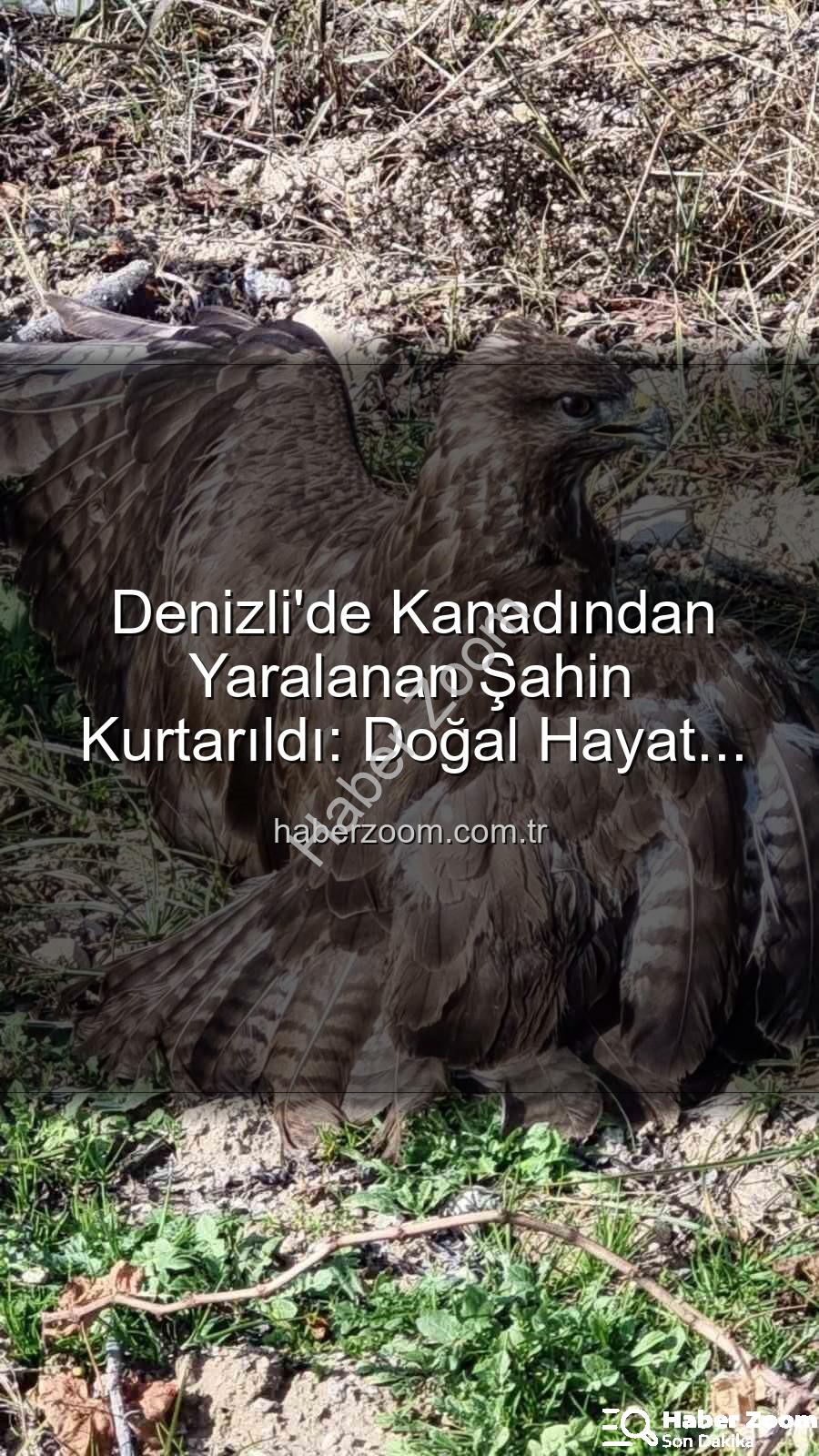 yaralı şahin - Denizli'de Kanadından Yaralanan Şahin Kurtarıldı: Doğal Hayat İçin Umut Işığı