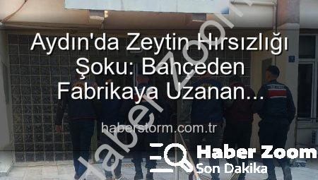 Aydın’da Zeytin Hırsızlığı Şoku: Bahçeden Çalınan Ürünler Fabrikada Ele Geçirildi!
