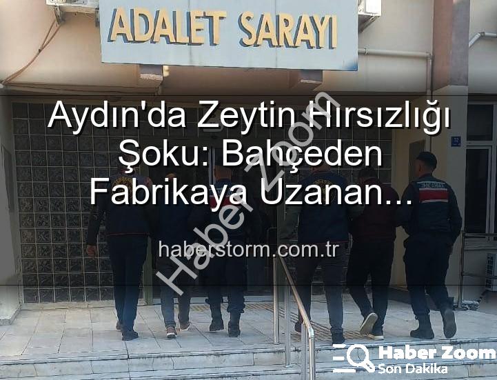 zeytin hırsızlığı - Aydın'da Zeytin Hırsızlığı Şoku: Bahçeden Çalınan Ürünler Fabrikada Ele Geçirildi!