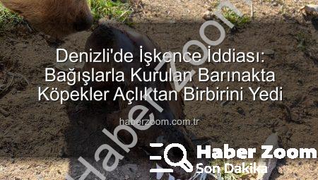 Denizli’de İşkence İddiası: Bağışlarla Kurulan Barınakta Köpekler Açlıktan Birbirini Yedi