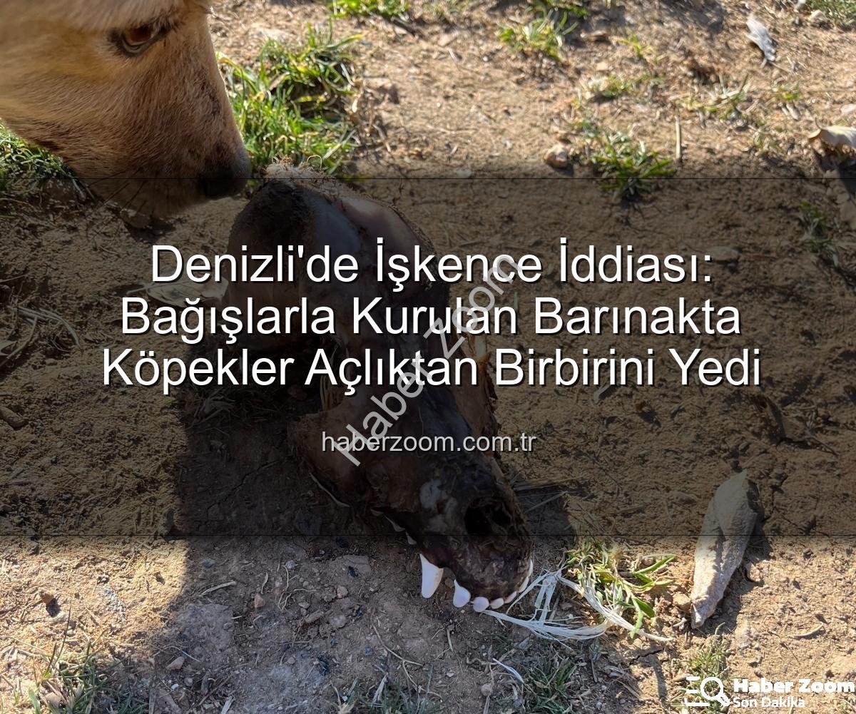 Denizli barınak skandalı - Denizli'de İşkence İddiası: Bağışlarla Kurulan Barınakta Köpekler Açlıktan Birbirini Yedi