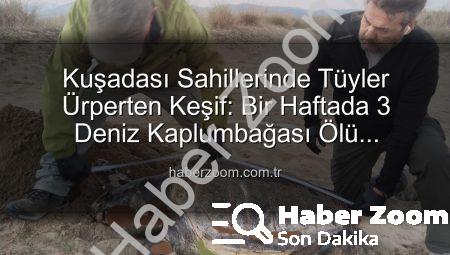 Kuşadası Sahillerinde Tüyler Ürperten Keşif: Bir Haftada 3 Deniz Kaplumbağası Ölü Bulundu!