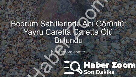 Bodrum Sahillerinde Acı Görüntü: Yavru Caretta Caretta Ölü Bulundu