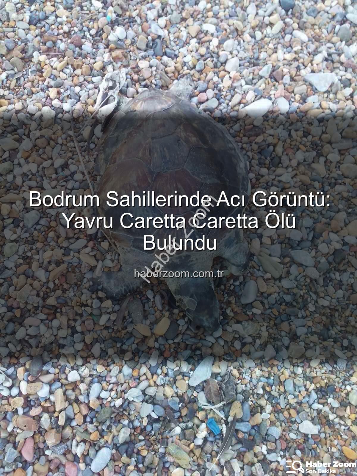 yavru caretta caretta - Bodrum Sahillerinde Acı Görüntü: Yavru Caretta Caretta Ölü Bulundu