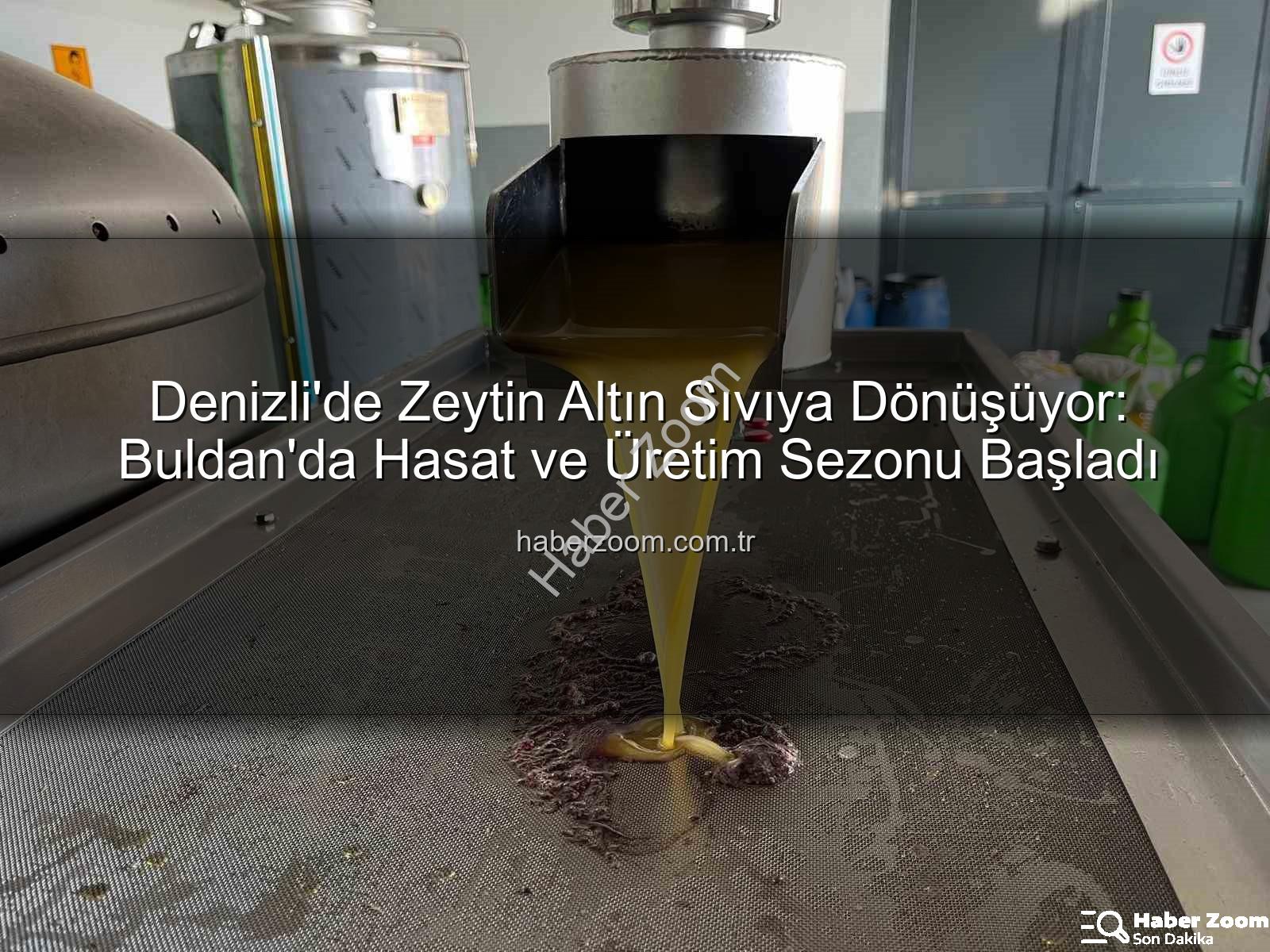 Denizli zeytinyağı üretimi - Denizli'de Zeytin Altın Sıvıya Dönüşüyor: Buldan'da Hasat ve Üretim Sezonu Başladı