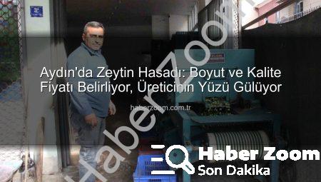 Aydın’da Zeytin Hasadı: Boyut ve Kalite Fiyatı Belirliyor, Üreticinin Yüzü Gülüyor