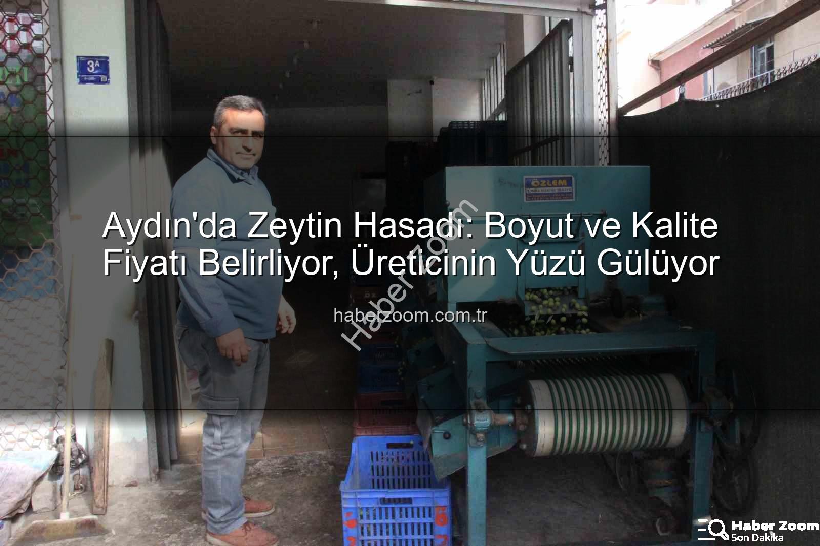 Aydın zeytin hasadı - Aydın'da Zeytin Hasadı: Boyut ve Kalite Fiyatı Belirliyor, Üreticinin Yüzü Gülüyor
