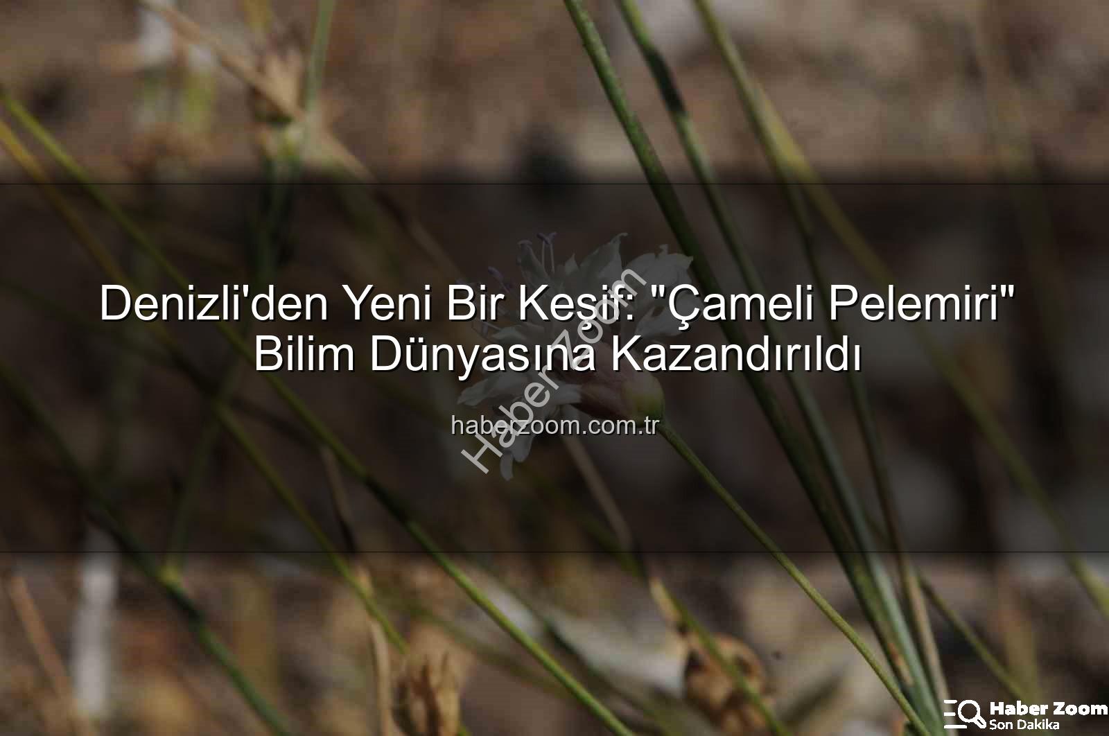 Çameli pelemiri - Denizli'den Yeni Bir Keşif: "Çameli Pelemiri" Bilim Dünyasına Kazandırıldı