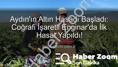 Coğrafi İşaretli Aydın Enginarı’nda İlk Hasat Başladı: Bereketli Sezon Beklentisi