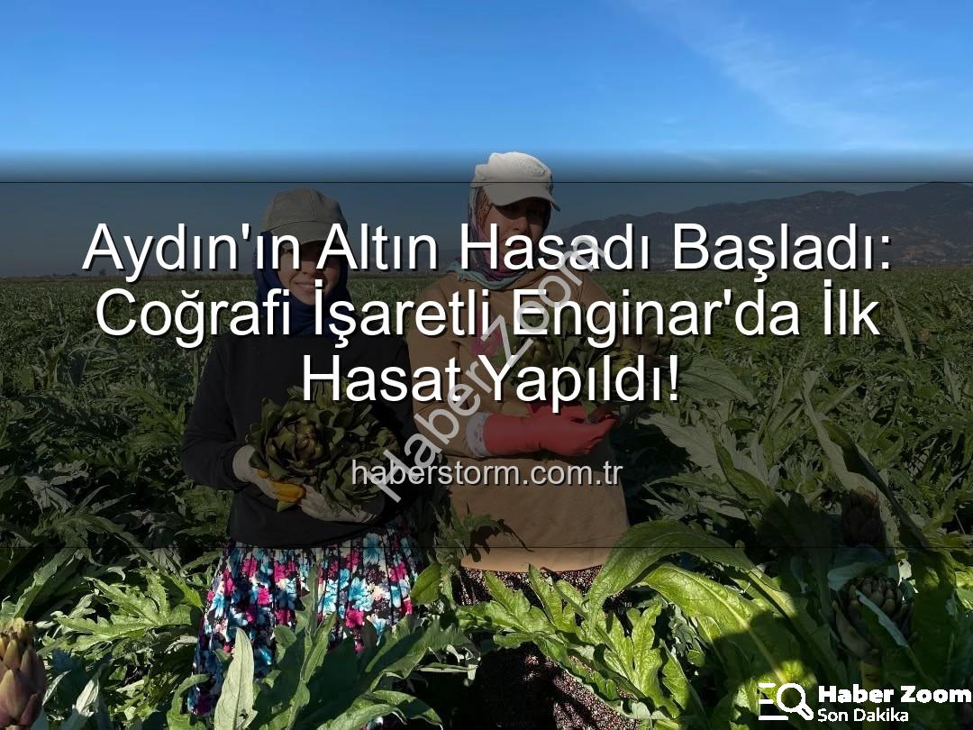 Aydın Enginarı - Coğrafi İşaretli Aydın Enginarı'nda İlk Hasat Başladı: Bereketli Sezon Beklentisi