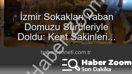 İzmir Sokakları Yaban Domuzu Sürüleriyle Dolanıyor: Kent Yaşamı Doğayla İç İçe Geçti