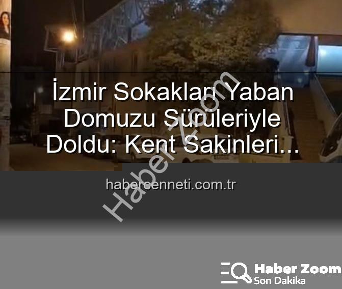 yaban domuzu - İzmir Sokakları Yaban Domuzu Sürüleriyle Dolanıyor: Kent Yaşamı Doğayla İç İçe Geçti